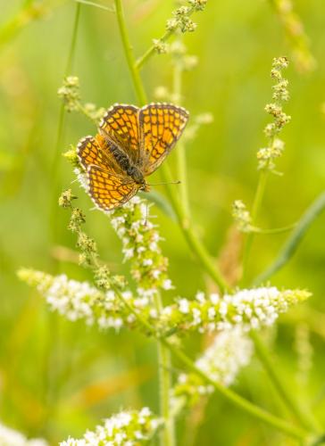 Melitaea parthenoides